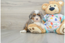 Small Mini Bernedoodle Baby