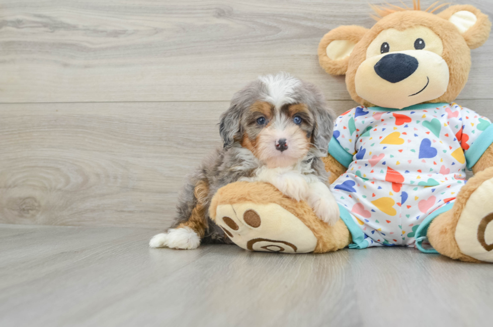 5 week old Mini Bernedoodle Puppy For Sale - Seaside Pups