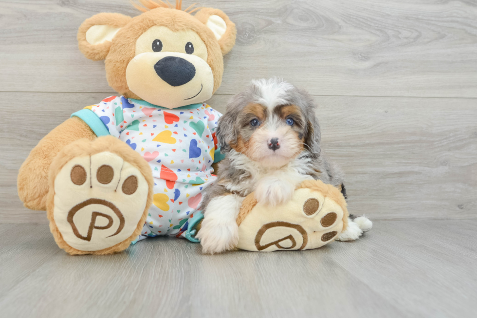 Happy Mini Bernedoodle Baby