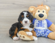 7 week old Mini Bernedoodle Puppy For Sale - Seaside Pups