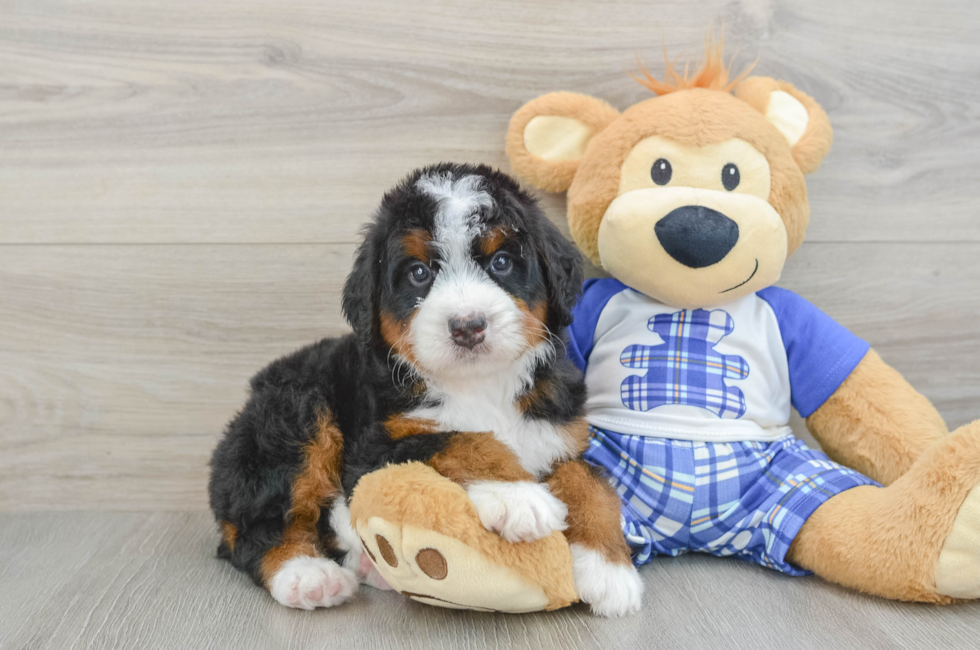7 week old Mini Bernedoodle Puppy For Sale - Seaside Pups