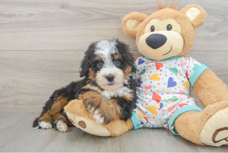 Mini Bernedoodle Pup Being Cute