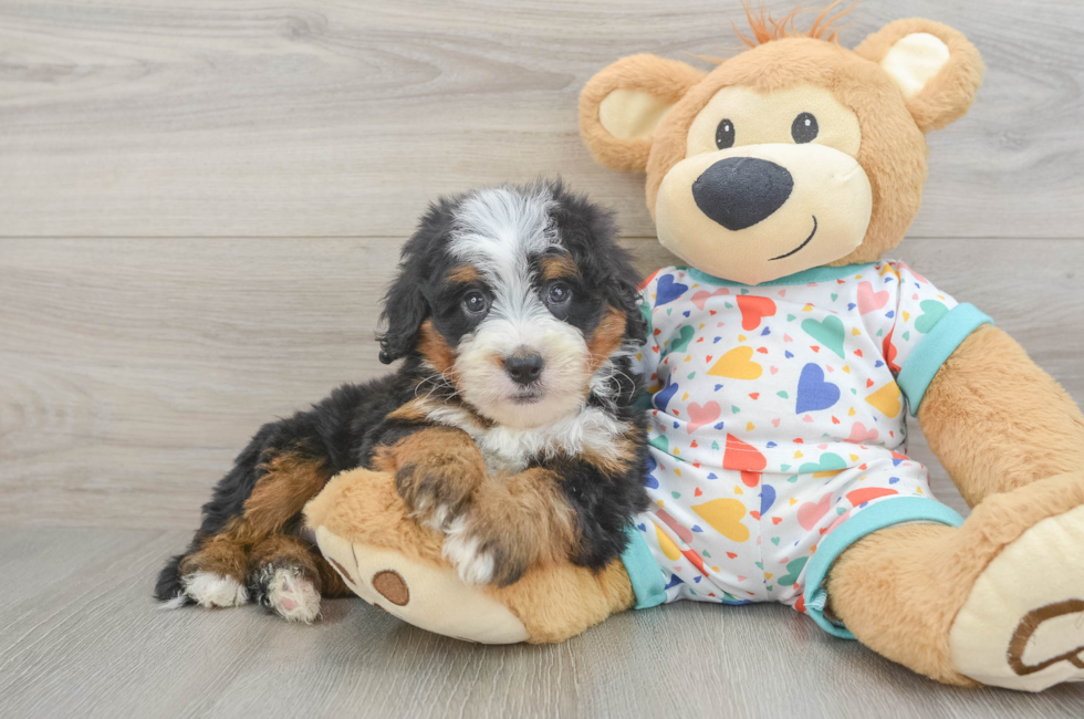 6 week old Mini Bernedoodle Puppy For Sale - Seaside Pups