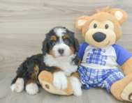 5 week old Mini Bernedoodle Puppy For Sale - Seaside Pups