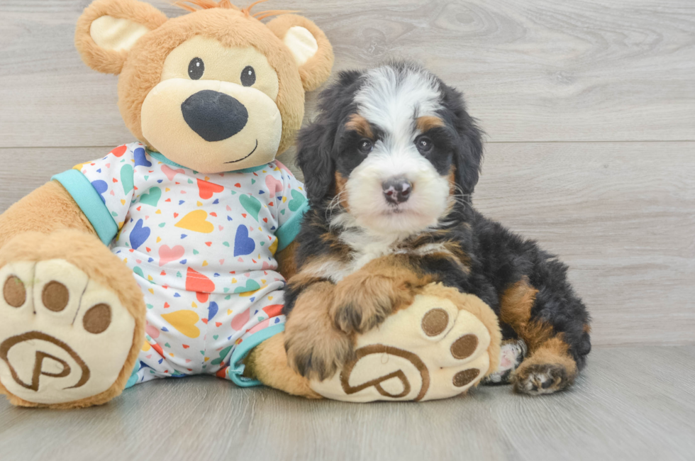 7 week old Mini Bernedoodle Puppy For Sale - Seaside Pups