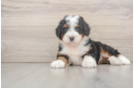 Best Mini Bernedoodle Baby