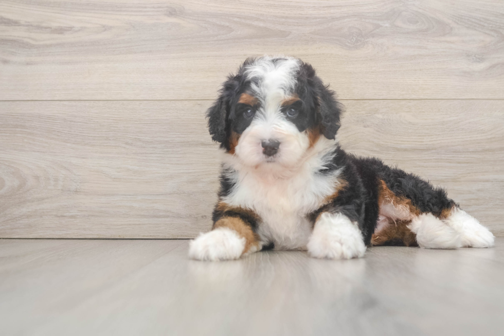 Best Mini Bernedoodle Baby