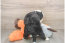 Mini Bernedoodle Puppy for Adoption