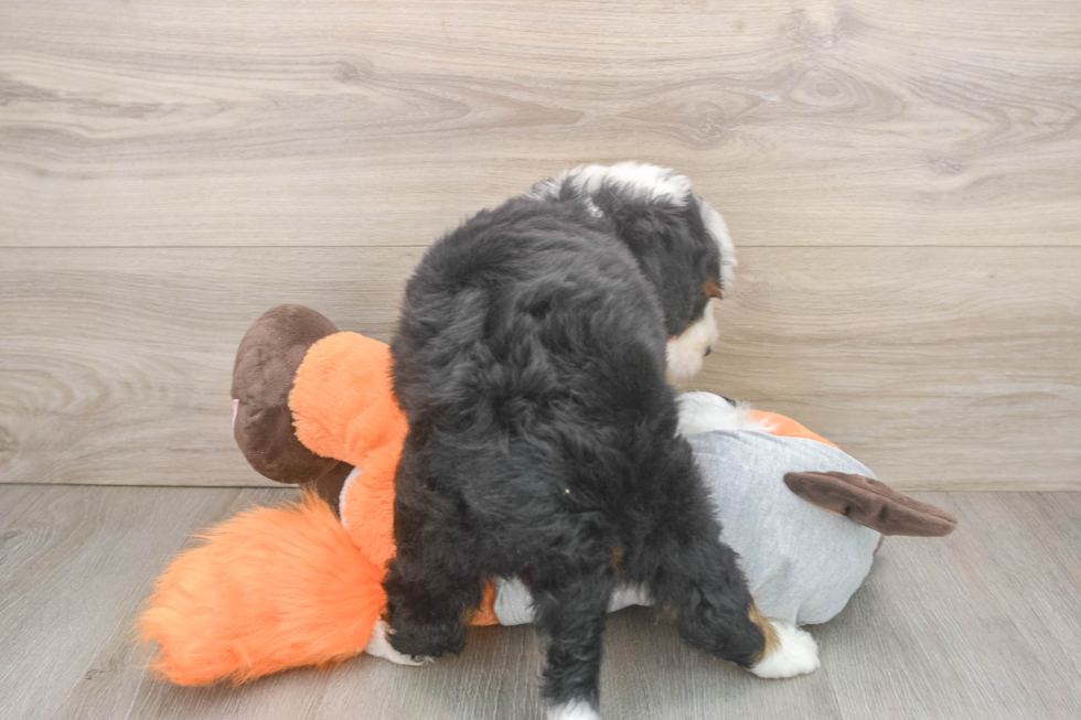 Mini Bernedoodle Puppy for Adoption