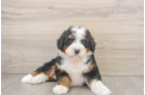 Best Mini Bernedoodle Baby