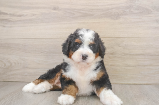 Best Mini Bernedoodle Baby