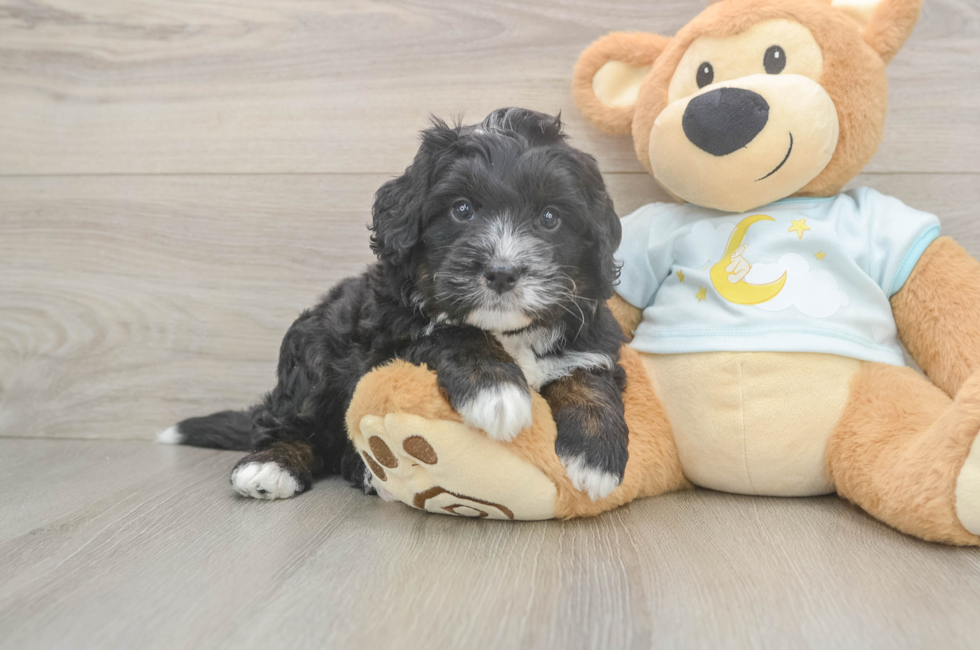 5 week old Mini Bernedoodle Puppy For Sale - Seaside Pups