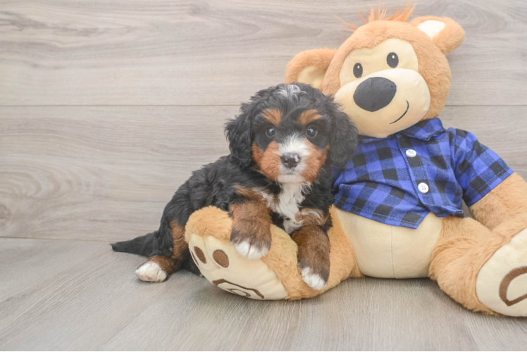 Fluffy Mini Bernedoodle Poodle Mix Pup