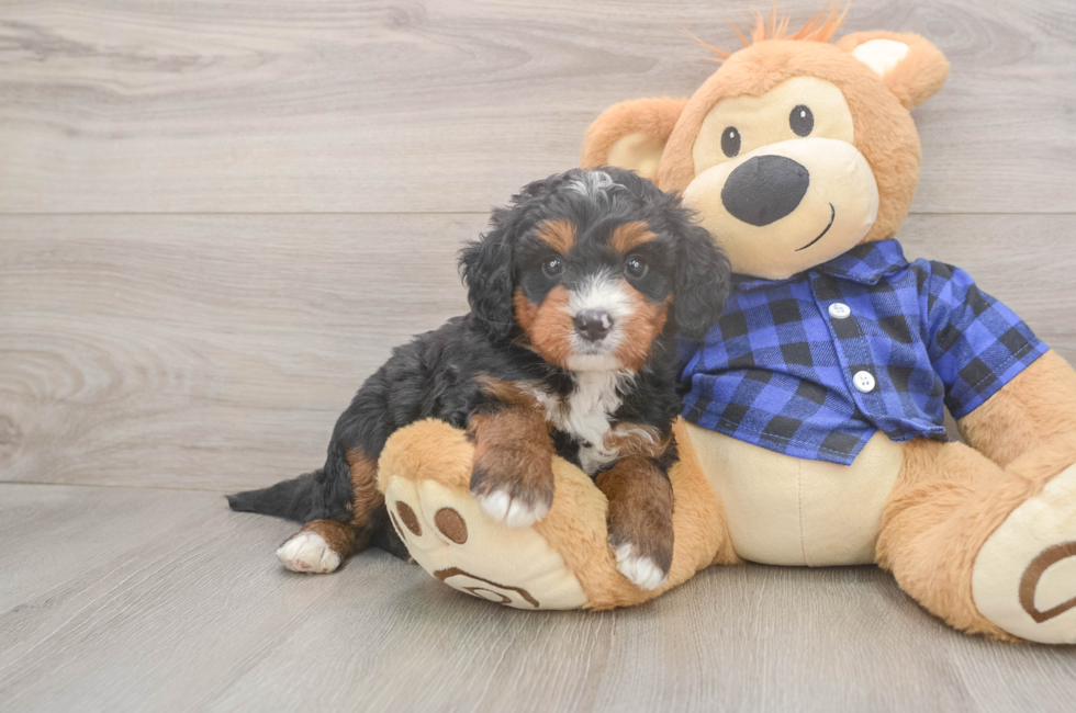 5 week old Mini Bernedoodle Puppy For Sale - Seaside Pups
