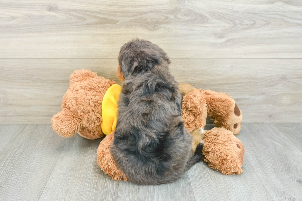 Fluffy Mini Bernedoodle Poodle Mix Pup