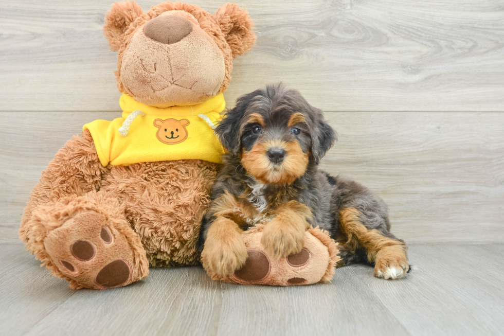 Friendly Mini Bernedoodle Baby