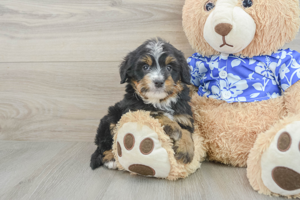 Energetic Mini Bernepoo Poodle Mix Puppy