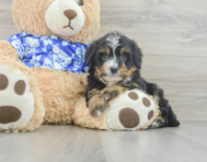 7 week old Mini Bernedoodle Puppy For Sale - Seaside Pups