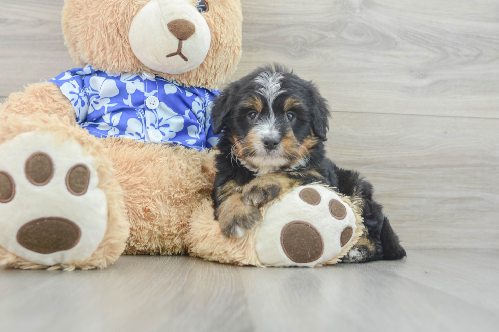 Smart Mini Bernedoodle Poodle Mix Pup