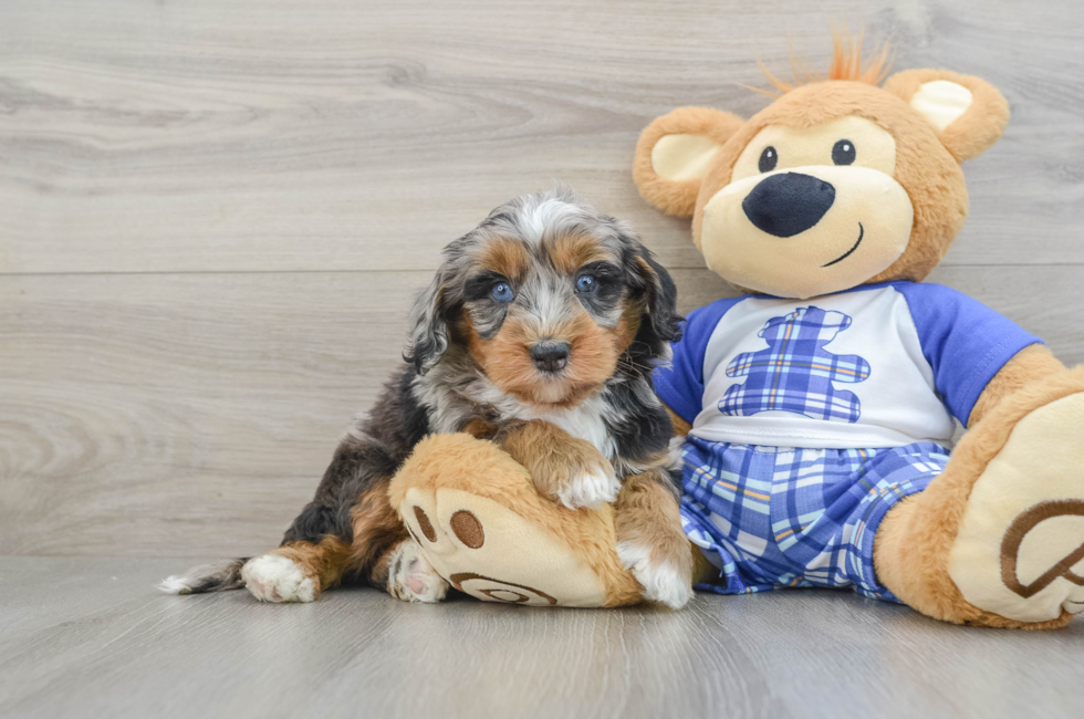 7 week old Mini Bernedoodle Puppy For Sale - Seaside Pups