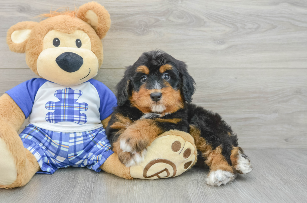 6 week old Mini Bernedoodle Puppy For Sale - Seaside Pups