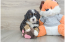 Mini Bernedoodle Puppy for Adoption