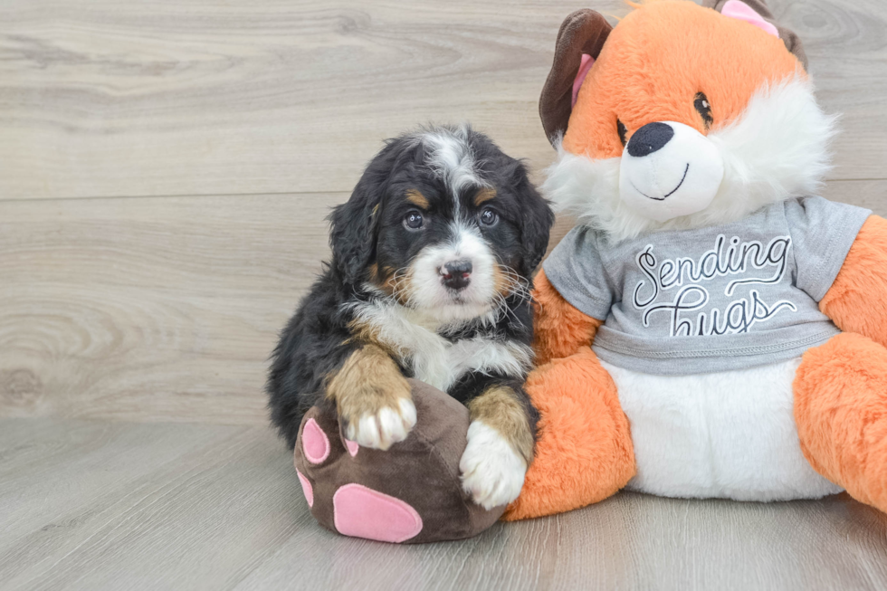 Mini Bernedoodle Puppy for Adoption