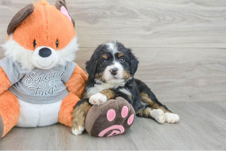 Playful Mini Bernesepoo Poodle Mix Puppy