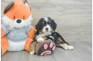 Playful Mini Bernesepoo Poodle Mix Puppy