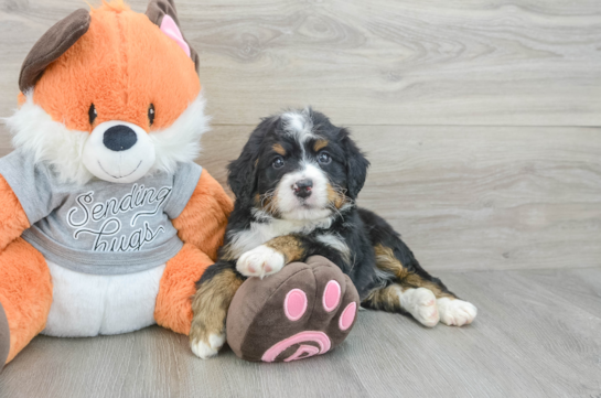 Playful Mini Bernesepoo Poodle Mix Puppy