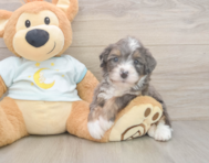 8 week old Mini Bernedoodle Puppy For Sale - Seaside Pups