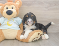 6 week old Mini Bernedoodle Puppy For Sale - Seaside Pups