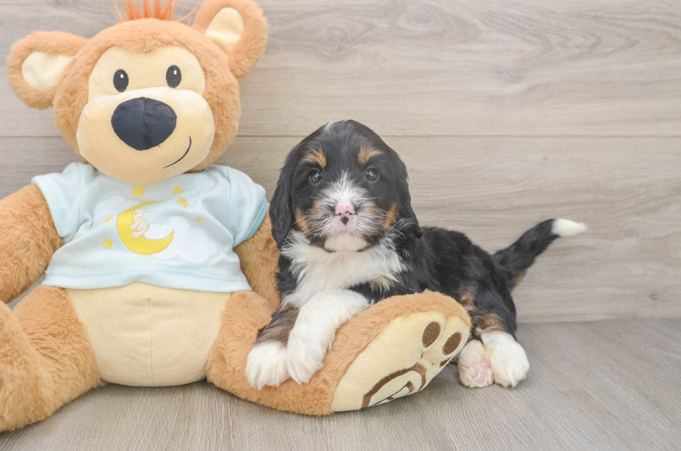 5 week old Mini Bernedoodle Puppy For Sale - Seaside Pups