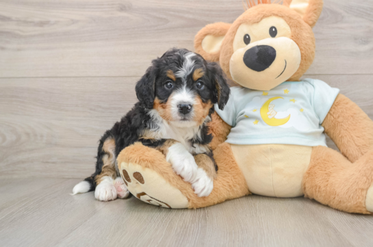 FABIO, a Mini Bernedoodle littermate
