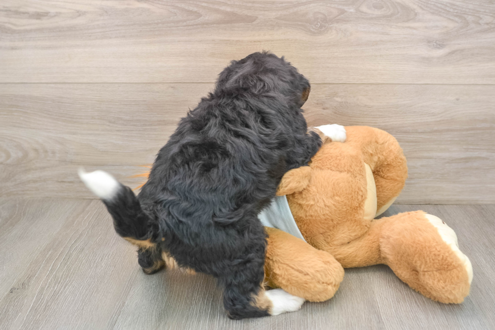 Popular Mini Bernedoodle Poodle Mix Pup