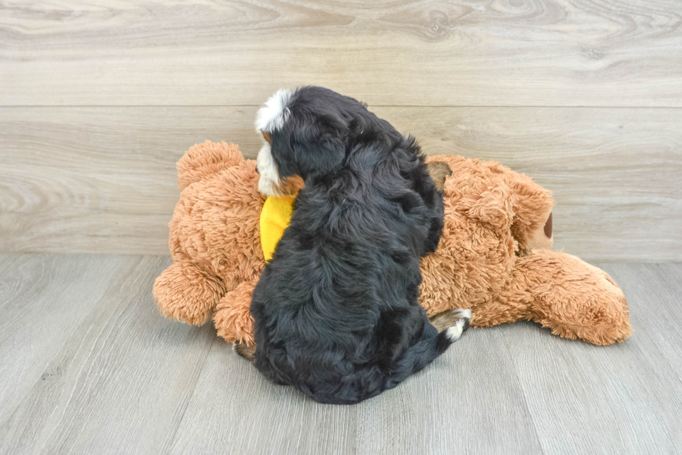 Best Mini Bernedoodle Baby