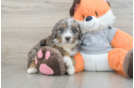 Mini Bernedoodle Pup Being Cute
