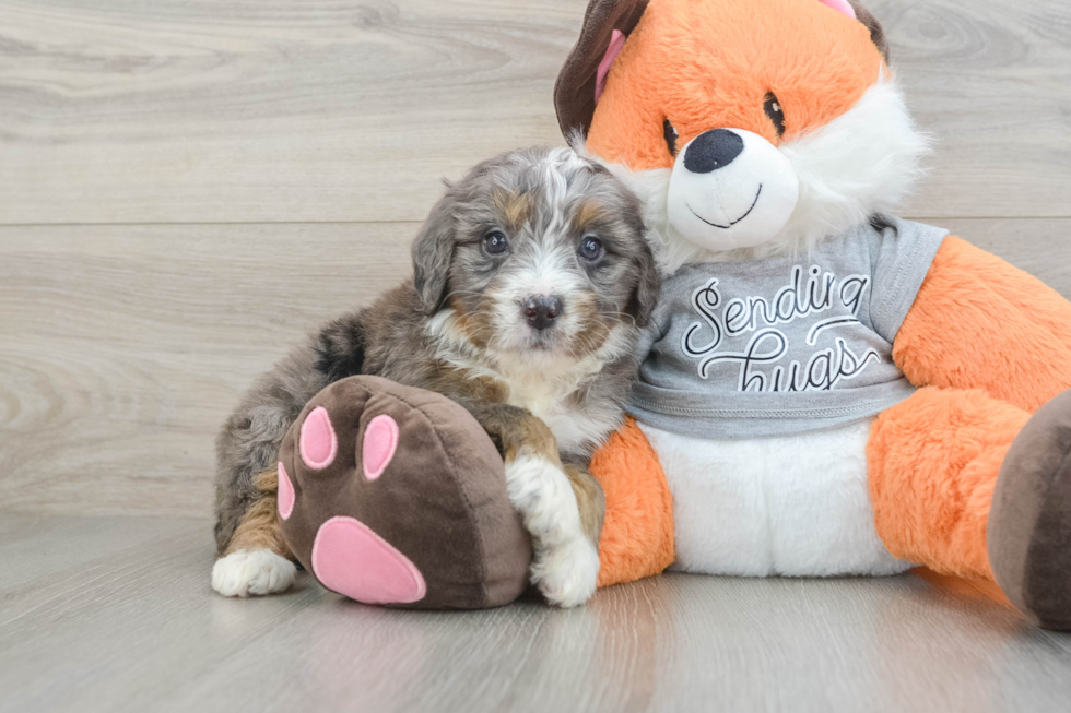 Mini Bernedoodle Pup Being Cute