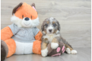 Cute Mini Bernedoodle Baby