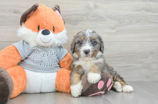 Cute Mini Bernedoodle Baby