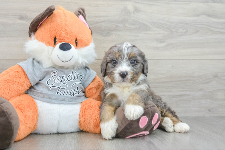 Meet Fable - our Mini Bernedoodle Puppy Photo  1/3 - Seaside Pups Cute Mini Bernedoodle Baby