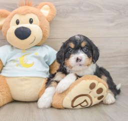 6 week old Mini Bernedoodle Puppy For Sale - Seaside Pups