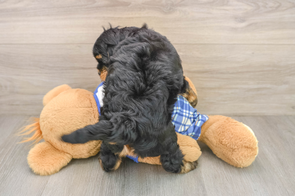 Fluffy Mini Bernedoodle Poodle Mix Pup