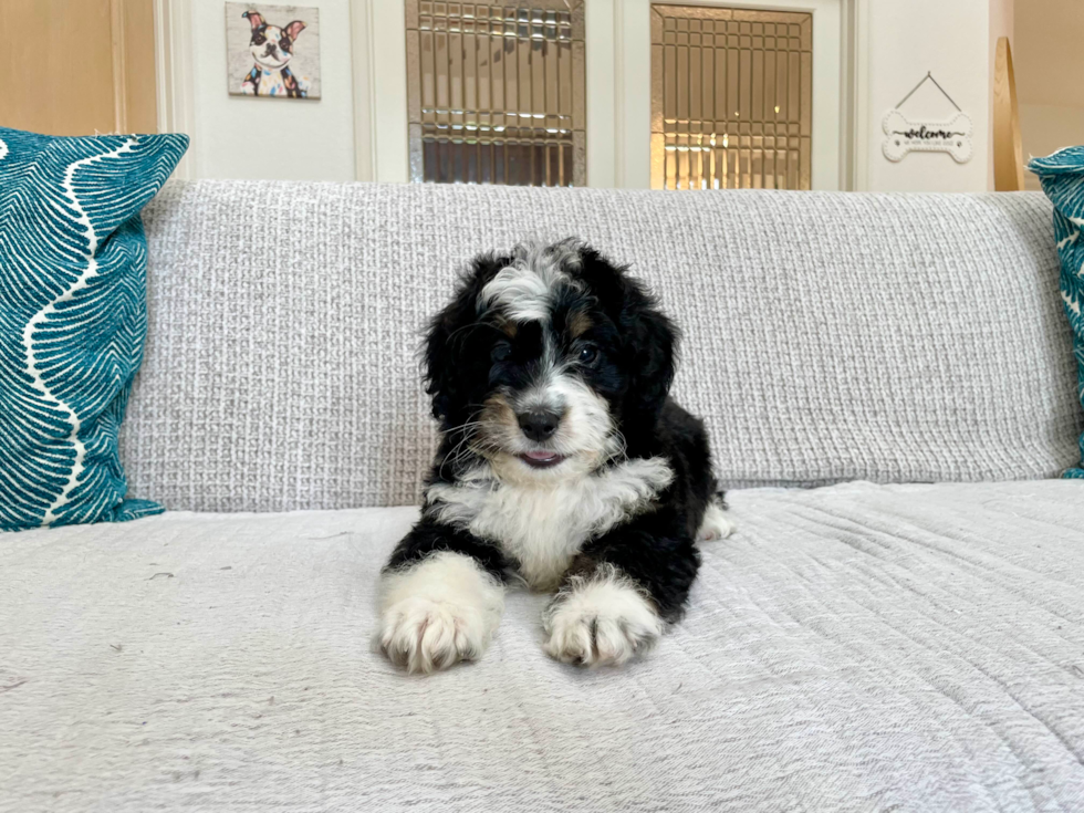 Cute Mini Bernedoodle Poodle Mix Pup