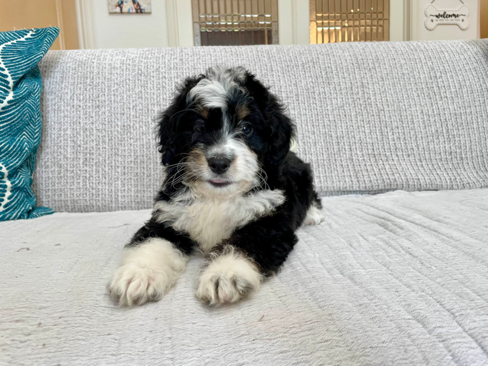 Cute Mini Bernadoodle Poodle Mix Puppy