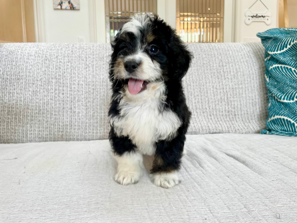 Cute Mini Bernedoodle Baby