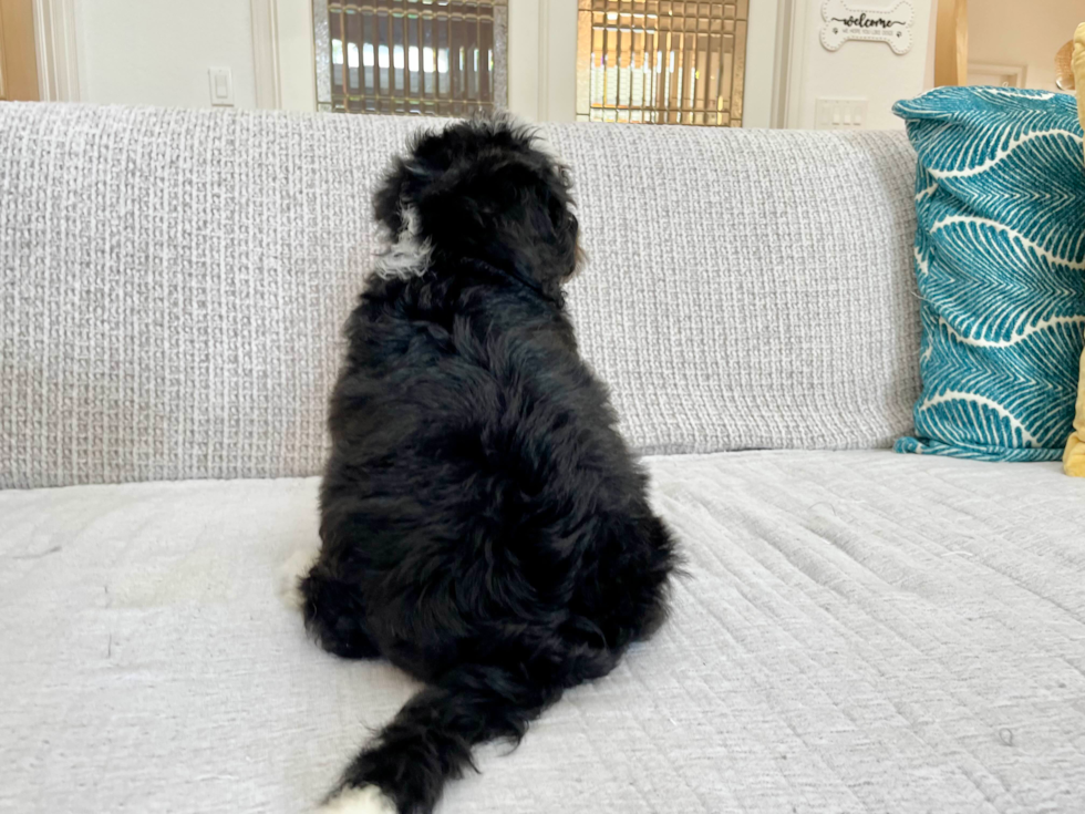 Mini Bernedoodle Puppy for Adoption