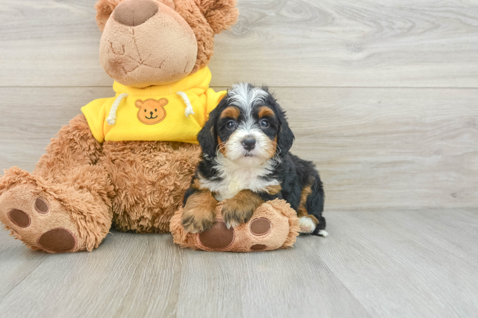 Sweet Mini Bernedoodle Baby