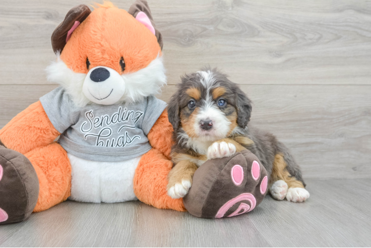 Hypoallergenic Mini Bernesepoo Poodle Mix Puppy