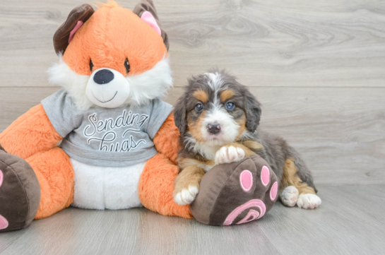 Hypoallergenic Mini Bernesepoo Poodle Mix Puppy